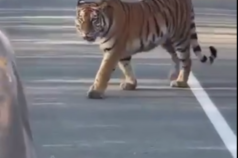 Скриншот тг-канал &quotvladivostok001" (18+)