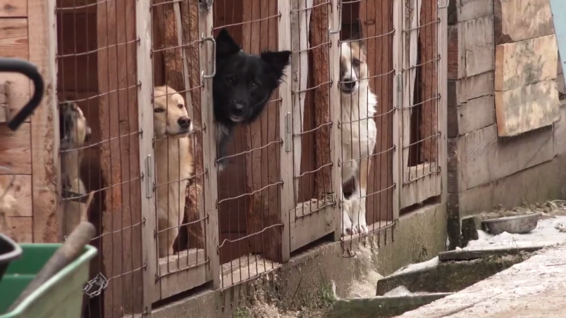 Приюту "Верный друг" в Усть-Куте предписали переехать до 15 ноября Телеграм-канал (18+) мэра Усть-Кутского района Сергея Анисимова