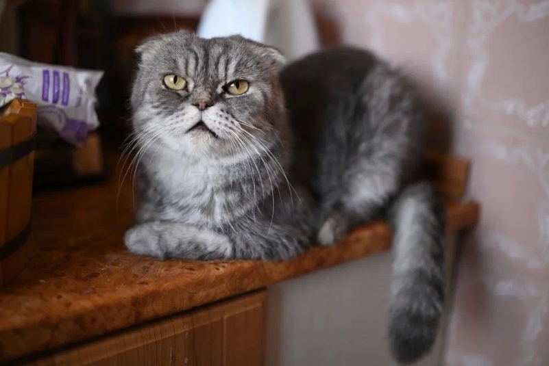 Шон Из архива Е. Воиновой