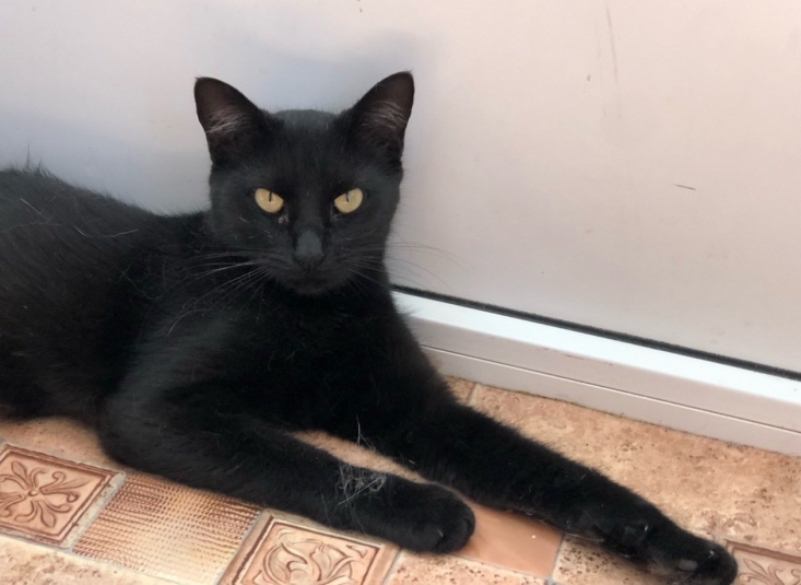 Черника Из архива Е. Воиновой