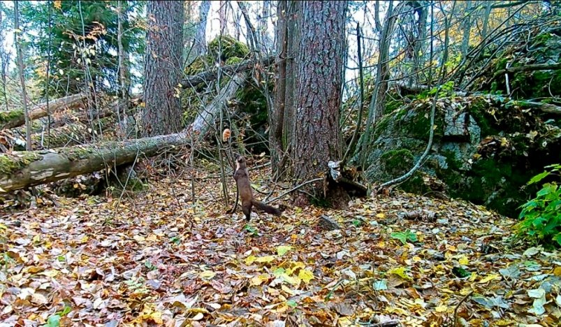 Редкую желтодушку засняли в одном из регионов России Тг-канал (18+) "Каждой твари по паре"