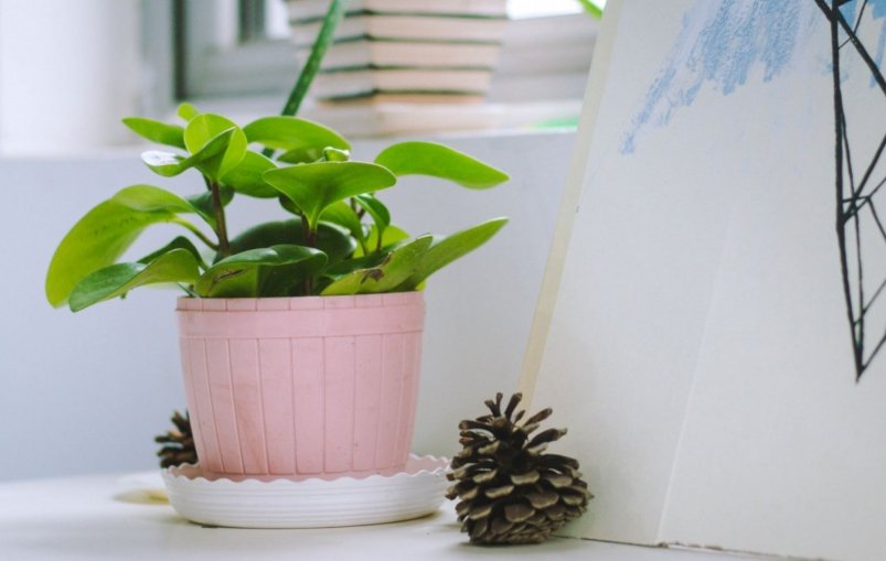 Тематическое фото pxhere.com