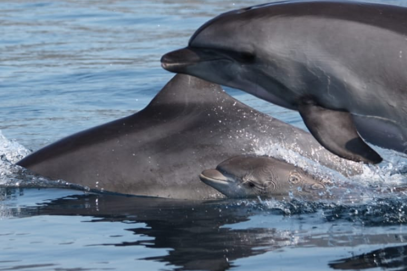 Дельфины Пресс-служба ФИЦ ИнБЮМ им. О. Ковалевского РАН Дельфины Пресс-служба ФИЦ ИнБЮМ им. О. Ковалевского РАН