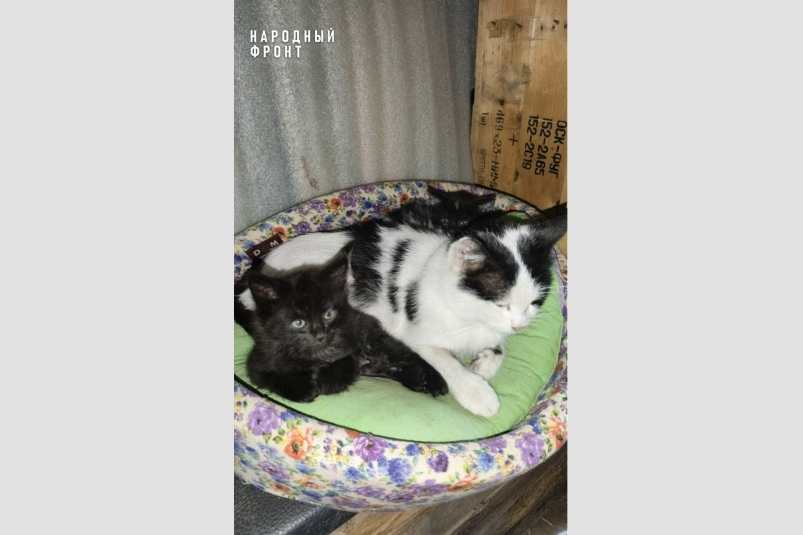 Кошка Маша и ее котенок Народный Фронт РК Кошка Маша и ее котенок Народный Фронт РК