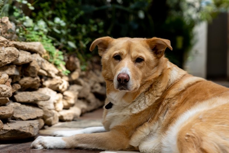 Почему собаки лают на одних людей, а на других нет: вот что на самом деле их пугает фото автора Почему собаки лают на одних людей, а на других нет: вот что на самом деле их пугает фото автора