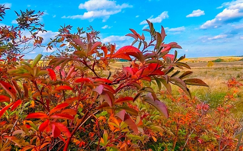 Кустарник Автора Кустарник Автора