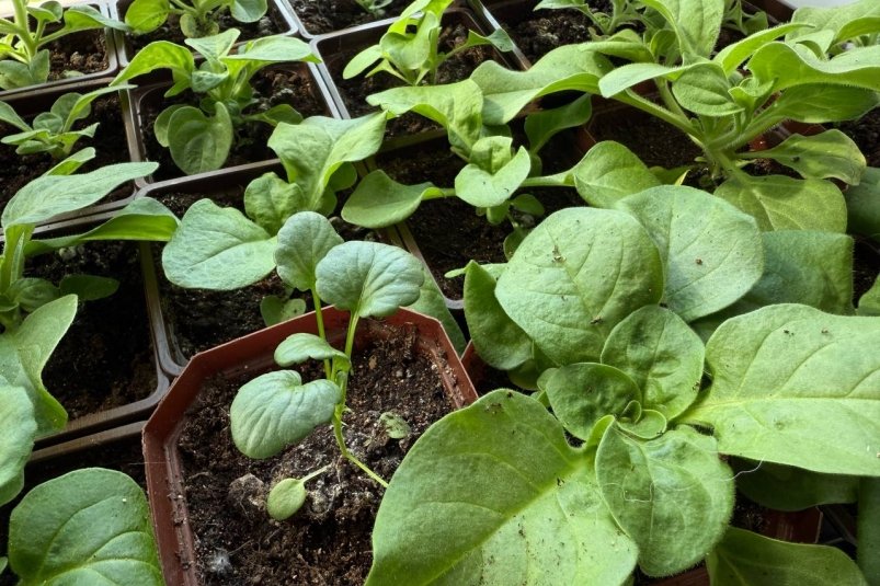 Рассада, огород, цветы, дача Марина Кудрявцева, ИА UssurMedia