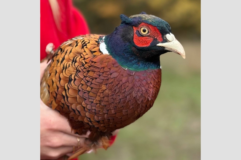 Фазан Соцсети минприроды РК