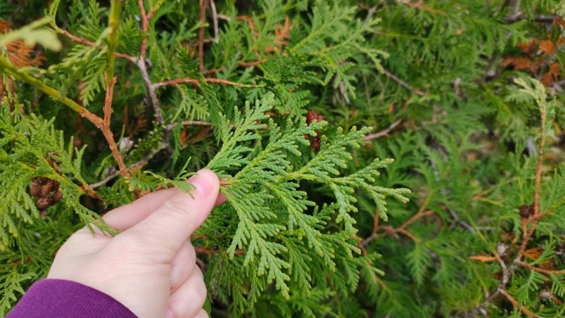 Туя Автора Туя Автора