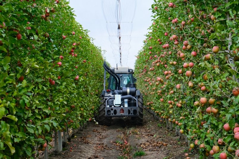 Ежегодно на Кубани закладывают около 220 гектаров питомников Пресс-служба администрации Краснодарского края