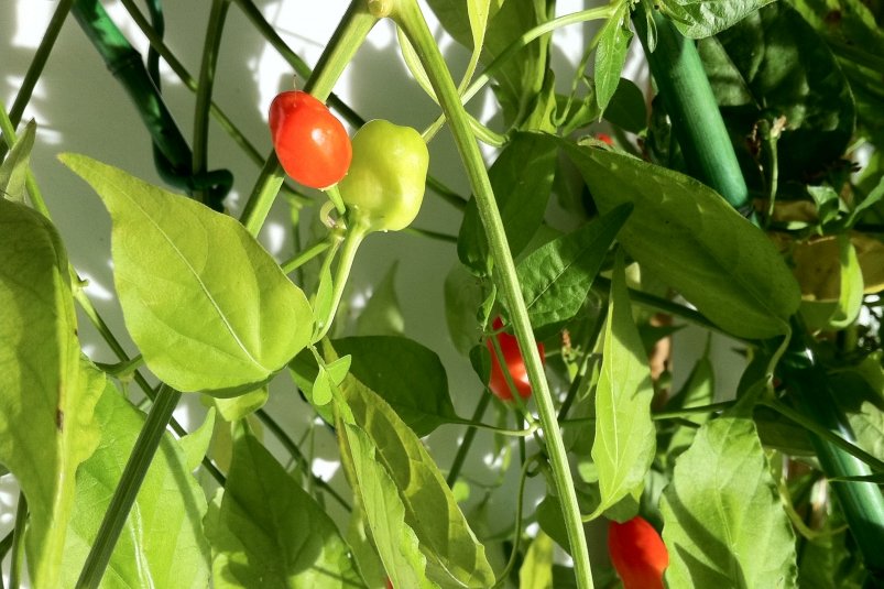 Тематическое фото pxhere.com (18+) Тематическое фото pxhere.com (18+)