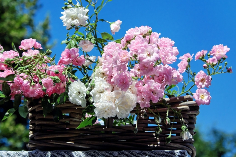 Тематическое фото pxhere.com (18+) Тематическое фото pxhere.com (18+)