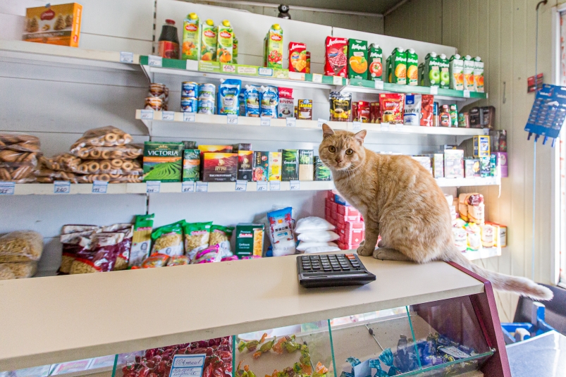 кот, магазин, продукты, еда Мария Смитюк, ИА PrimaMedia кот, магазин, продукты, еда Мария Смитюк, ИА PrimaMedia