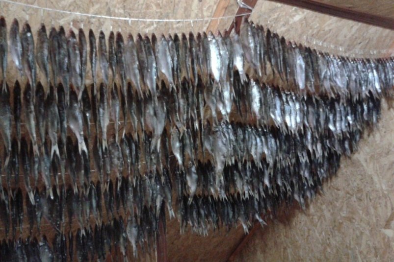 Самый лучший способ засолки рыбы - делится рыболов с 50-летним опытом личный архив Евгения Самый лучший способ засолки рыбы - делится рыболов с 50-летним опытом личный архив Евгения