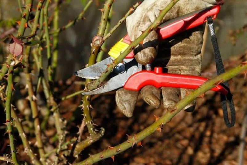 Тематическое фото Автор канала Тематическое фото Автор канала