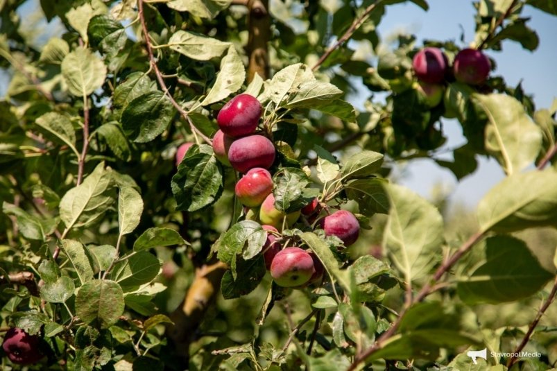 В шести школах Ставропольского края заложили школьные сады ИА Stavropol.Media В шести школах Ставропольского края заложили школьные сады ИА Stavropol.Media