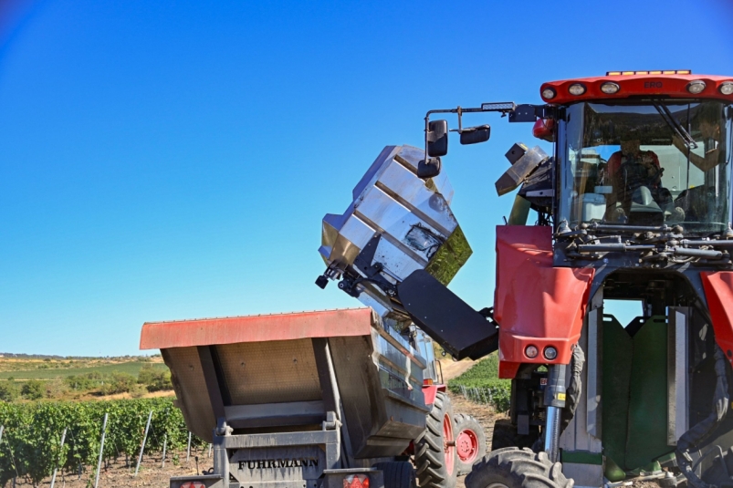 Уборка винограда Соцсети губернатора Севастополя Михаила Развожаева Уборка винограда Соцсети губернатора Севастополя Михаила Развожаева