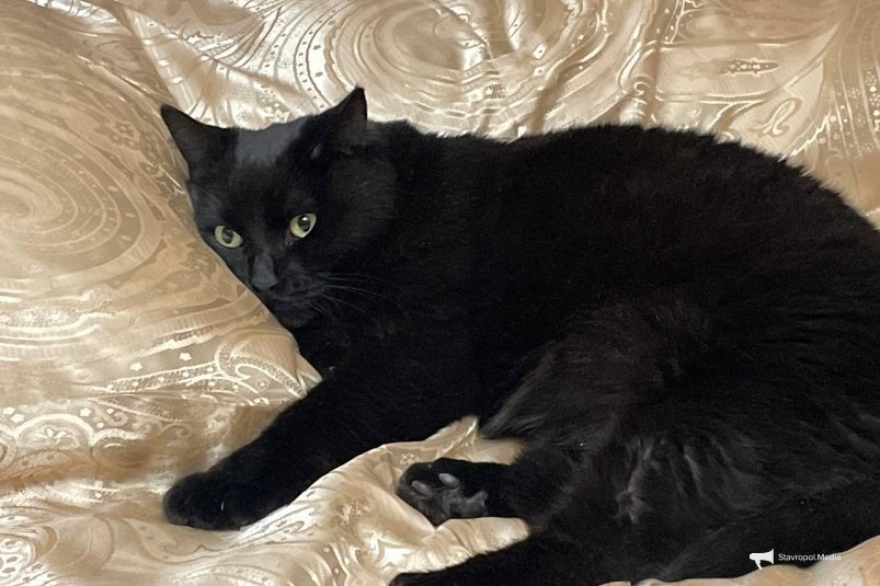 Эти коты живут по 20 лет и почти не болеют: 4 породы с железным здоровьем ИА Stavropol.Media Эти коты живут по 20 лет и почти не болеют: 4 породы с железным здоровьем ИА Stavropol.Media