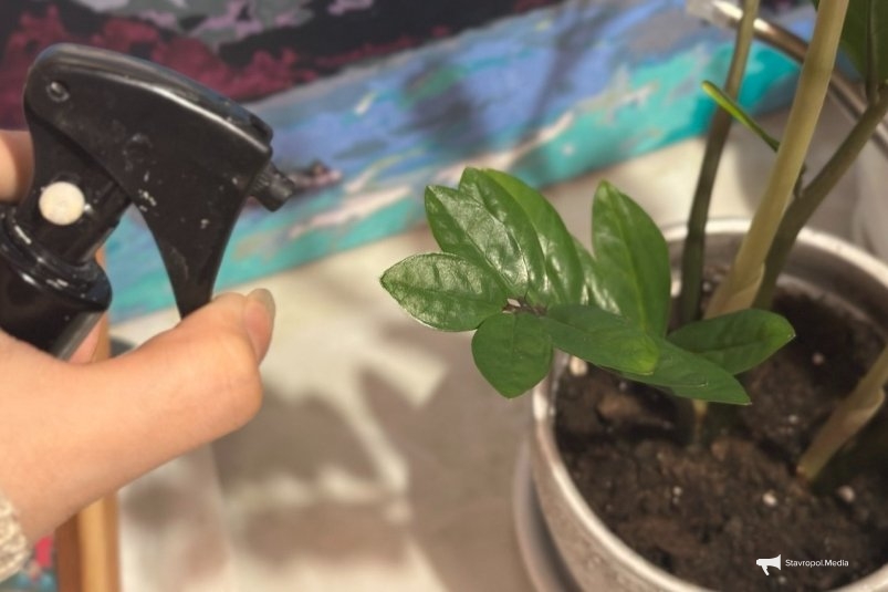 Полейте замиокулькас так в начале ноября и он вымахает до потолка: листья, как у пальмы ИА Stavropol.Media