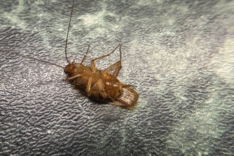 Раскладываем по углам и не верим глазам — тараканов больше нет: нужно всего 2 ингредиента, смешали - и "стасики" в ужасе удирают фото автора Раскладываем по углам и не верим глазам — тараканов больше нет: нужно всего 2 ингредиента, смешали - и "стасики" в ужасе удирают фото автора