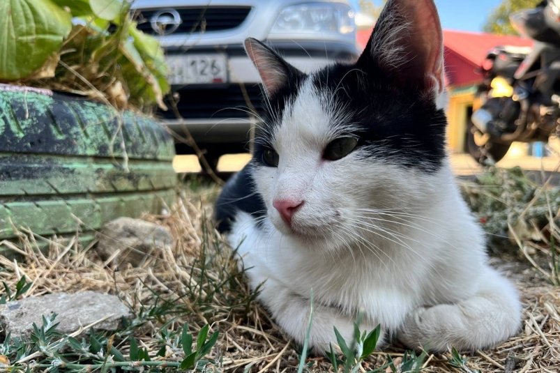 Почему кошка гипнотизирует взглядом: любовь или манипуляция - эксперты раскрыли тайну фото автора Почему кошка гипнотизирует взглядом: любовь или манипуляция - эксперты раскрыли тайну фото автора