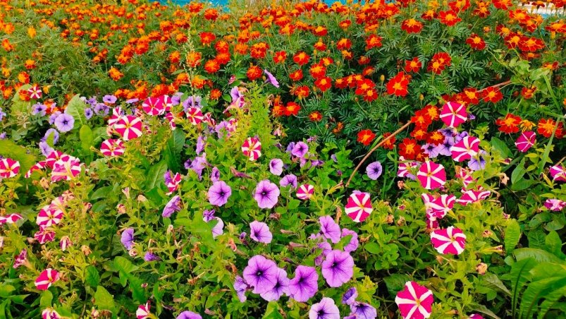 ИА SochiMedia  ИА SochiMedia