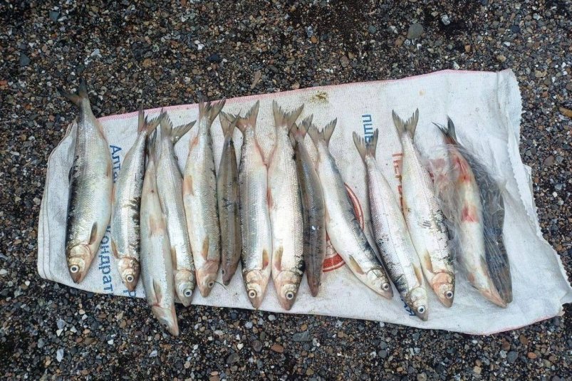 Житель Бурятии купил омуль и попал под суд прокуратура Бурятии Житель Бурятии купил омуль и попал под суд прокуратура Бурятии