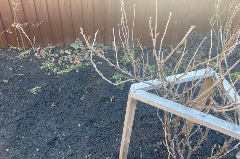 Смородине в октябре — непременно: 10 литров до заморозков — весной почки пышут здоровьем ИА StavropolMedia Смородине в октябре — непременно: 10 литров до заморозков — весной почки пышут здоровьем ИА StavropolMedia