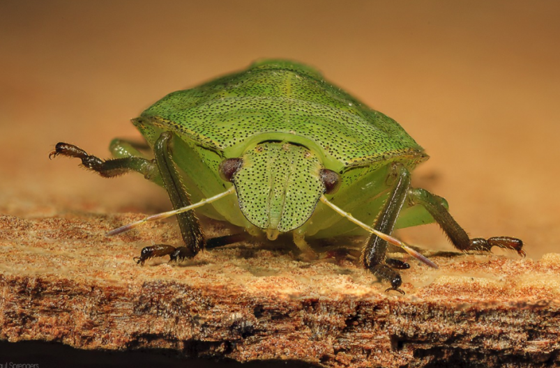 Тематическое фото pxhere.com