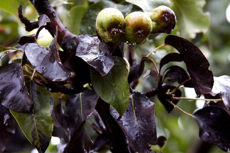 Тематическое фото Соцсети АЧ МУ Россельхознадзора Тематическое фото Соцсети АЧ МУ Россельхознадзора