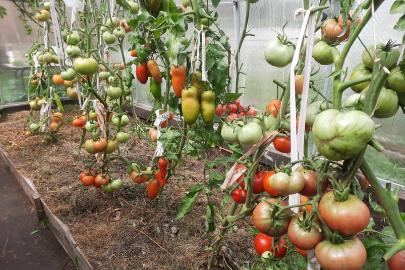 Тематическое фото Автор канала Тематическое фото Автор канала