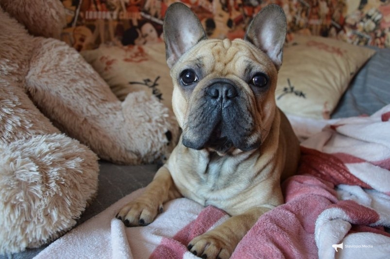 Эти 5 пород собак - как золото: в России за ними охотятся, а щенков разбирают как "горячие пирожки" ИА Stavropol.Media