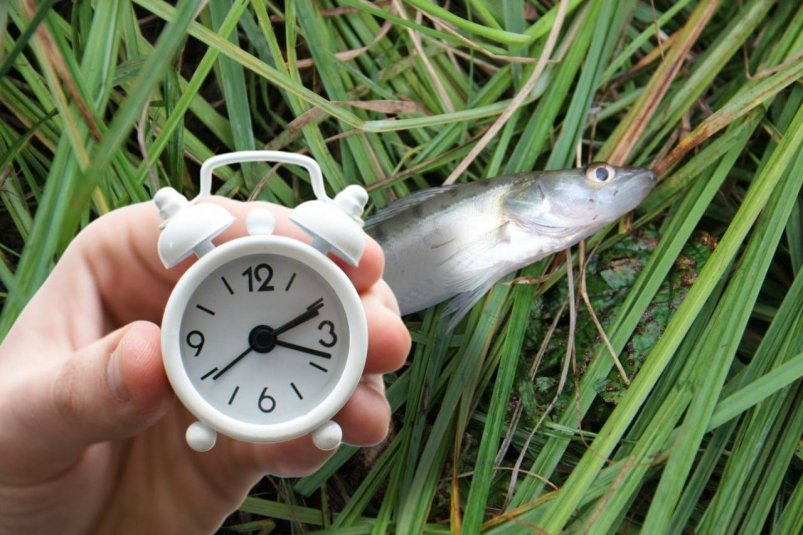 Не утро и не обед: в эти часы судак клюёт на каждом забросе - график на ноябрь Светлана Химочка/unsplash и Lukas Blazek/unsplash