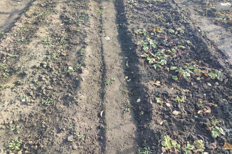 Сыплю 1 стакан на грядки вместо навоза - и почва рыхлая и плодородная: не земля, а пушинка фото автора Сыплю 1 стакан на грядки вместо навоза - и почва рыхлая и плодородная: не земля, а пушинка фото автора