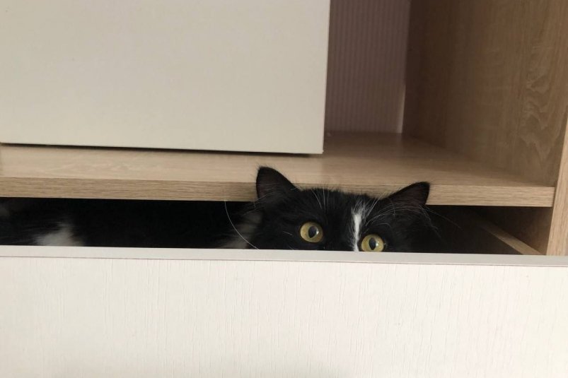 Жертвоприношения черных котов накануне Хэллоуина - городская байка или суровая реальность? Елена Гиневская, ИА Stavropol.Media Жертвоприношения черных котов накануне Хэллоуина - городская байка или суровая реальность? Елена Гиневская, ИА Stavropol.Media