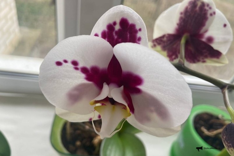 Один полив - и орхидея ожила прямо на глазах: даже "пенёк" выпустил листья ИА StolicaMedia Один полив - и орхидея ожила прямо на глазах: даже "пенёк" выпустил листья ИА StolicaMedia