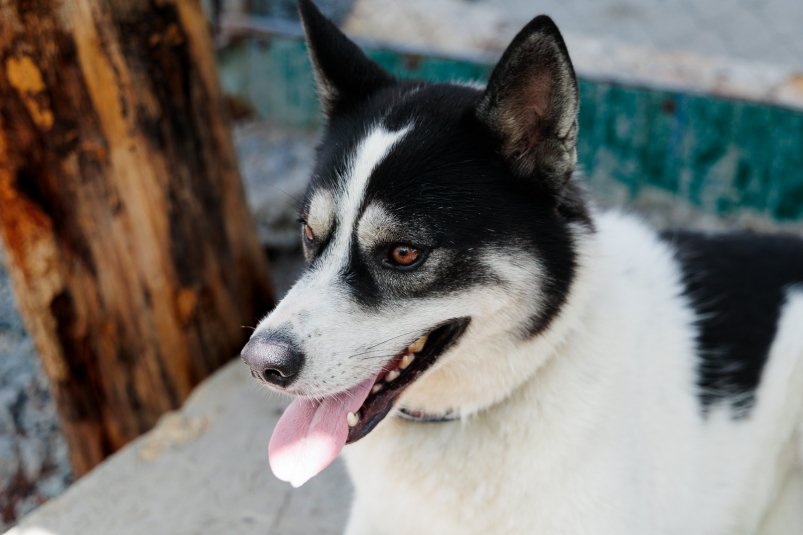 собака, домашние животные, фонд Умка, защитники животных, пёс Евгений Кулешов, ИА PrimaMedia.ru собака, домашние животные, фонд Умка, защитники животных, пёс Евгений Кулешов, ИА PrimaMedia.ru