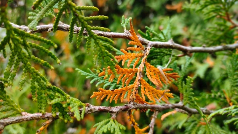 Туя Автора Туя Автора