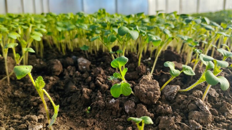 Сидераты Автора Сидераты Автора