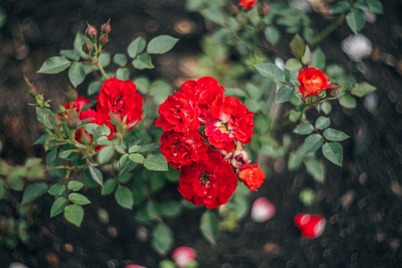 розы, весна, лето , погода, прогноз погоды , ботанический сад Мария Смитюк, ИА PrimaMedia