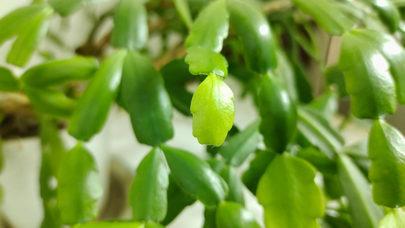 Декабрист Автора Декабрист Автора