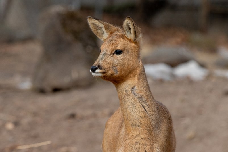 лес, дикие животные, сафари парк, природа, косуля Мария Смитюк, ИА PrimaMedia.ru лес, дикие животные, сафари парк, природа, косуля Мария Смитюк, ИА PrimaMedia.ru