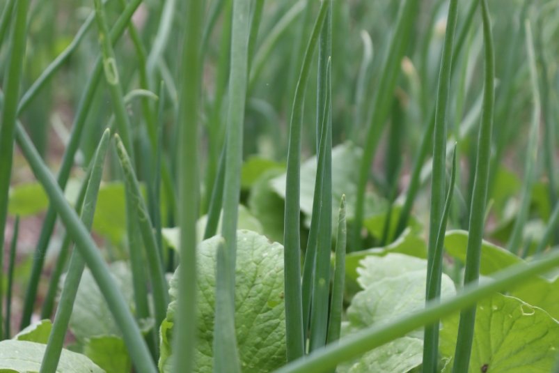 Огород, дача грядки, лук, зелень Анна Маринец, ИА UssurMedia