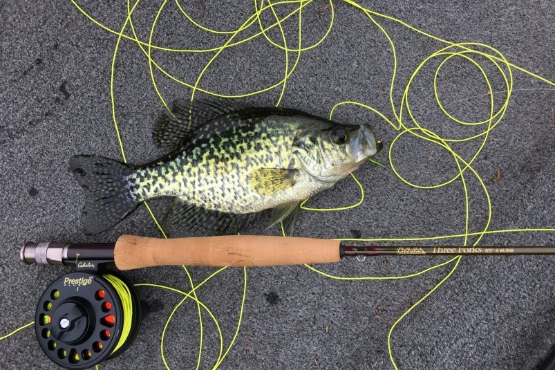 Этот аромат - сладкий магнит для рыбы: по 8 кг улова даже у рыбаков-новичков David Kinnear/unsplash Этот аромат - сладкий магнит для рыбы: по 8 кг улова даже у рыбаков-новичков David Kinnear/unsplash