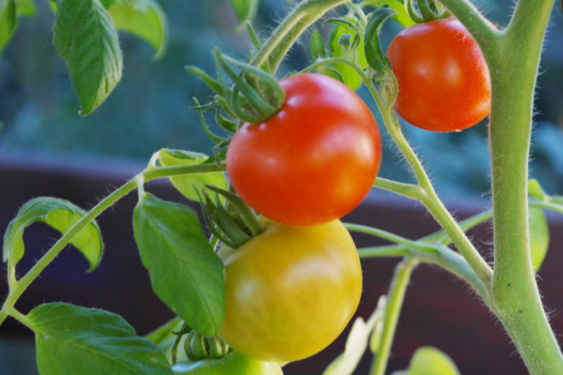 Тематическое фото pxhere.com