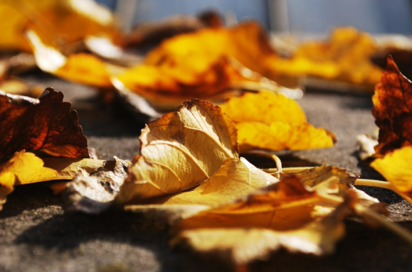 Тематическое фото pxhere.com