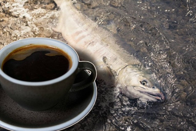 Кофе не пью, а лью в осенний водоем - сразу притянет рыбу от 5 кг lay Knight/unsplash и Christian Dala/unsplash Кофе не пью, а лью в осенний водоем - сразу притянет рыбу от 5 кг lay Knight/unsplash и Christian Dala/unsplash