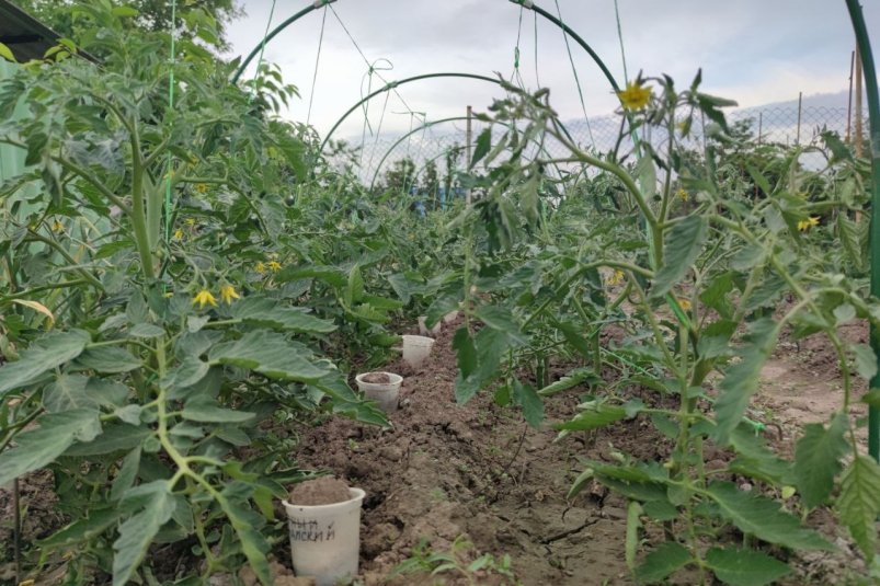 Лучше древесной золы и навоза: посыпьте этим грядки в начале ноября: урожай космический ИА Stavropol.Media Лучше древесной золы и навоза: посыпьте этим грядки в начале ноября: урожай космический ИА Stavropol.Media