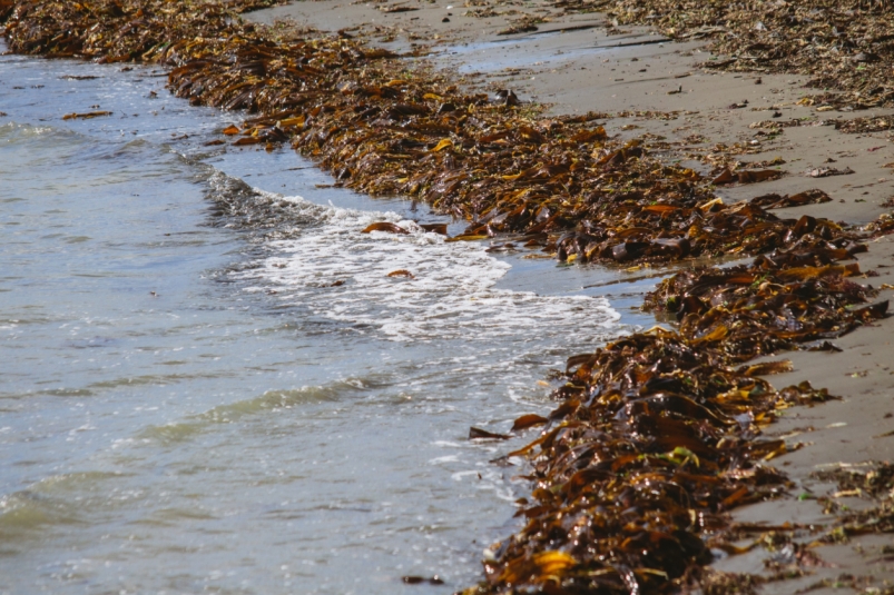 Берег с морской капустой Владислав Беляцкий, ИА SakhalinMedia