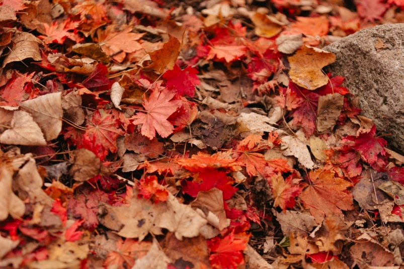 Листва Яна Гайдук, ИА PrimaMedia